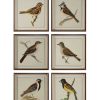 Mirrors & Wall Art * | Set Of 6 Uttermost Spring Soldiers Bird Prints, Home Mirrors & Wall Art